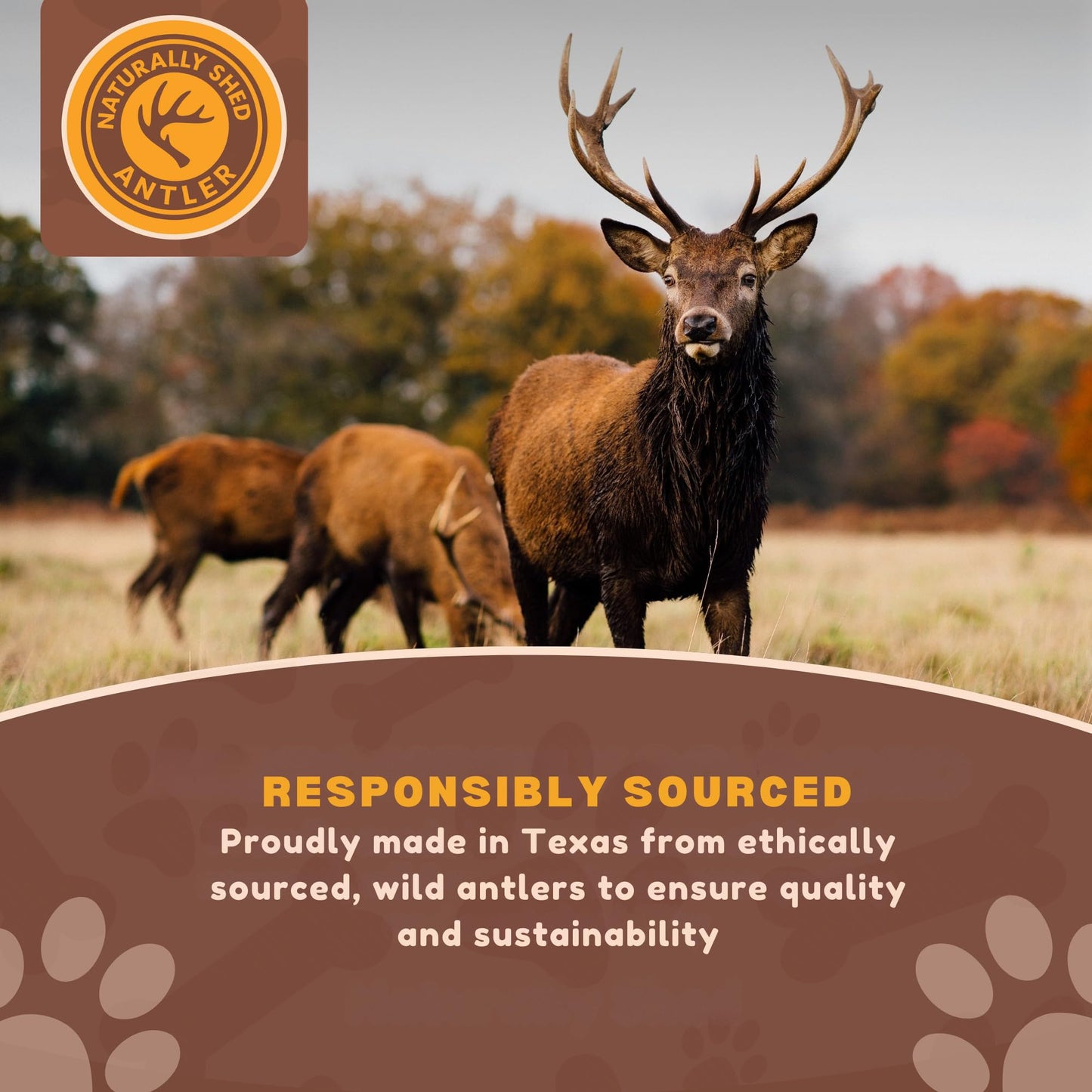 Whitetail Naturals - 3 Pack Medium - Deer Antler Dog Chews - Antlers for Medium Dogs - Long Lasting, Naturally Shed Antler Dog Bones