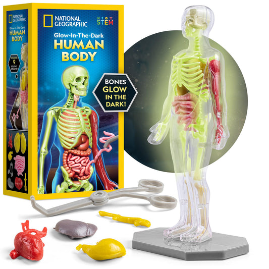 National Geographic Human Body Model for Kids That Glows in The Dark - 32-Piece Interactive Anatomy Model with Bones, Organs, Muscles, Science Kit Stocking Stuffer, Anatomy & Physiology Study Tools