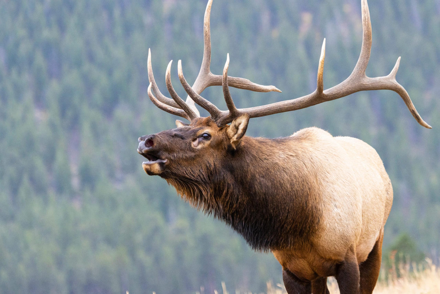 K-9 Antler Co. Elk Antlers for Dogs – Large Split, Irresistible Chew, USA Sourced, Naturally Shed & Ethically Harvested